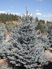 Colorado Spruce